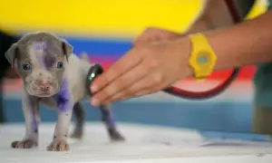 Un cachorro con marcas moradas es examinado con un estetoscopio. A veces, los perros lloran, pero este parece curioso.