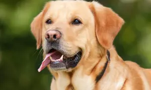 Złoty labrador z językiem na wierzchu, zastanawia się, czy pies może jeść jogurt naturalny.
