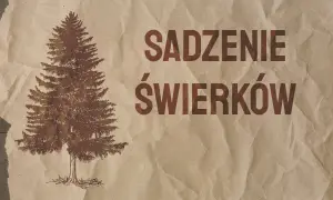 Kiedy sadzić świerk? Wiosna czy jesień? Poradnik Neli Szymczak