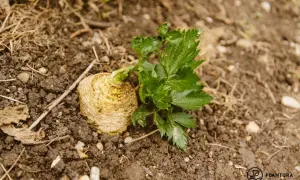 Ein frisch geernteter Knollensellerie mit grünen Blättern liegt auf feuchter Erde. Sellerie pflanzen sind eine gesunde Bereicherung für jeden Garten.