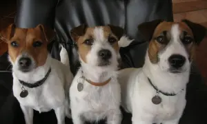 Trzy urocze jack russell terierki, dwa psy i jedna suka, siedzą obok siebie na czarnej kanapie.