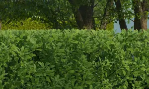 Dichte, grüne Ligusterhecke im Vordergrund, dahinter Bäume und ein weiterer Busch. Perfekt für die Planung von Ligusterhecke pflanzen pro Meter.