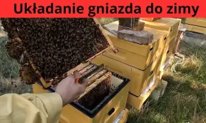 Jak zimować pszczoły w ulu wielkopolskim, aby uniknąć strat zimowych