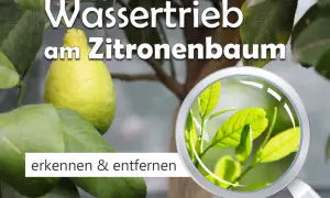 Wassertriebe am Zitronenbaum erkennen und entfernen. Nahaufnahme von jungen, hellgrünen Blättern unter einer Lupe.