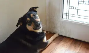 Pies drapie drzwi? Zabezpiecz drewno i oducz go tego nawyku!
