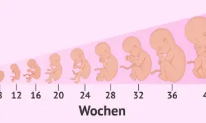 Die Darstellung zeigt die Embryo Entwicklung von Woche 4 bis 40. Von einer kleinen Form bis zum voll entwickelten Baby.