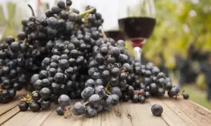 Pyszne winogrona na drewnianym stole, idealne do przygotowania domowego wina z winogron balon 25l bez drożdży.