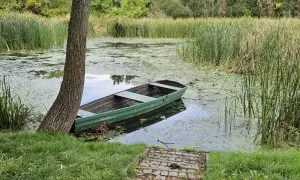 Zielona łódka przy brzegu porośniętego trzcinami na jeziorze powsinkowskim.
