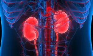 Anatomia nerek z naczyniami krwionośnymi. Pytanie: czy po przeszczepie nerki można pić alkohol?