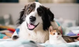 Großer Hund und kleine Katze liegen nebeneinander. Kein Hund jagt Katze hier, nur friedliche Kuschelzeit.