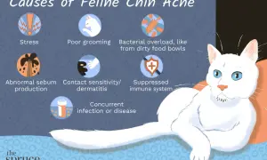 Illustration showing causes of feline chin acne: stress, poor grooming, bacterial overload, abnormal sebum, contact sensitivity, suppressed immune system, and concurrent infection.