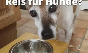 Ein Hund schaut neugierig auf eine Schüssel mit Reis. Darf ein Hund Reis essen?