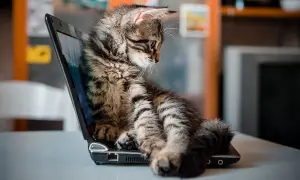 Mały, pręgowany kotek siedzi na otwartym laptopie, jakby był jednym z tych znanych kotów z internetu.