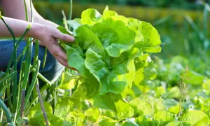 Hände ernten einen frischen, grünen Kopfsalat im Garten.