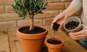 Ein kleiner Olivenbaum wird in frische Erde umgetopft. Hände streuen Erde in einen Terrakotta-Topf.