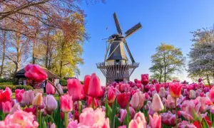 Keukenhof kiedy najlepiej jechać, aby zobaczyć tulipany w pełnym rozkwicie