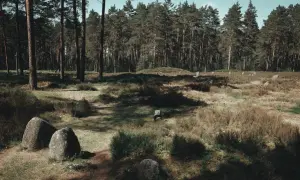 Kamienne kręgi Węsiorów w lesie sosnowym, otoczone wrzosowiskami i pojedynczymi głazami.