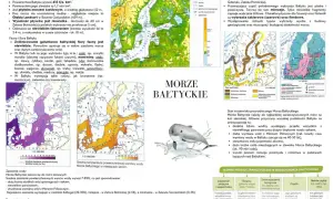 Co żyje w Bałtyku? Mapa pokazuje faunę i florę Bałtyku, w tym ryby, ssaki, ptaki i rośliny.