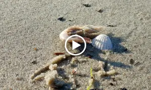 Martwa krewetka i muszla na piaszczystej plaży.