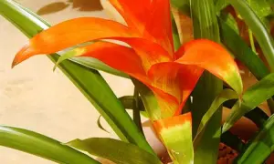 Jasna, pomarańczowa guzmania z zielonymi liśćmi. Dowiedz się, jak dbać o tę egzotyczną roślinę, by cieszyć się jej pięknem.