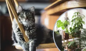 Duże rośliny do salonu: Bezpieczne dla kota i psa? Sprawdź!