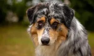 Ein trauriger Australian Shepherd, der auf ein besseres Zuhause hofft. Tierschutz für diese wundervollen Hunde ist so wichtig.
