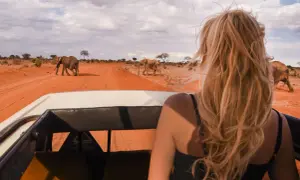 Widok z samochodu safari na słonie na tle kenijskiego krajobrazu. Niesamowite ceny w Kenii!