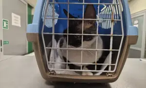 Pilna pomoc dla kotów Devon Rex w schronisku - ich zdrowie w niebezpieczeństwie
