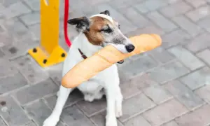 Piesek z bagietką w pysku. Czy pies może jeść chleb? Ten psiak chyba wie!