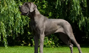 Elegancki dog niemiecki o stalowym umaszczeniu, dumny i majestatyczny, stoi na trawie pod zwisającymi gałęziami drzewa.
