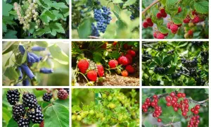 Krzewy jadalne na działkę: białe porzeczki, borówki, maliny, jagody kamczackie, truskawki, aronia, jeżyny, agrest, czerwone porzeczki.