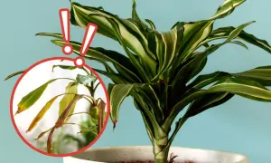 Kwiat dracena z żółknącymi liśćmi w okręgu. Dwa czerwone wykrzykniki wskazują na problem.