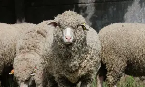 Owce z grubą, puszystą wełną merino. Czy wiesz, że wełna merino co to jest? To naturalne włókno, które zapewnia ciepło i komfort.