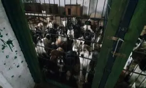 Gdzie zgłosić nielegalną hodowlę? Zmień los zwierząt już dziś