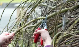 Hände schneiden Äste einer Harlekinweide mit einer Gartenschere.