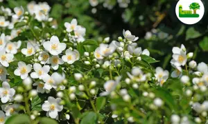 Ein Meer aus duftenden weißen Blüten des Philadelphus coronarius, auch bekannt als Pfeifenstrauch, im satten Grün.