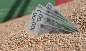 Złote banknoty wpadają do sterty pszenicy paszowej. Dobry urodzaj to dobry zarobek.