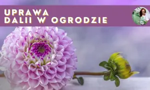 Kiedy sadzimy georginie, aby uniknąć przymrozków i cieszyć się kwiatami