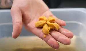 Une main tient délicatement un oursin de mer frais, prêt à être dégusté.