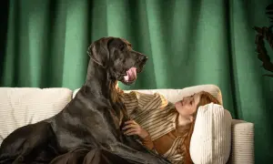 Un gran danés negro, el test perro ideal, se recuesta en un sofá junto a una mujer pelirroja.