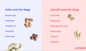 This image lists safe and unsafe nuts for dogs. It clearly shows that dogs cannot eat walnuts, along with other nuts like almonds and macadamia nuts.