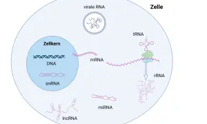 Schema zeigt den Aufbau von RNA-Molekülen in einer Zelle: DNA, mRNA, snRNA, miRNA, lncRNA, tRNA und virale RNA.