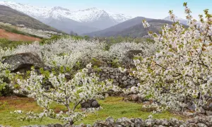 Espectacular paisaje del Valle del Jerte en flor. Los cerezos cubren las laderas con su manto blanco, mientras las montañas nevadas vigilan al fondo.