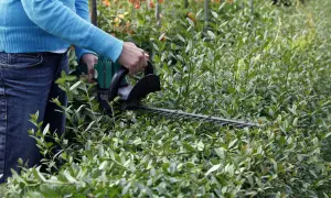 Person mit Heckenschere formt einen dichten Liguster. Dahlien blühen im Hintergrund.