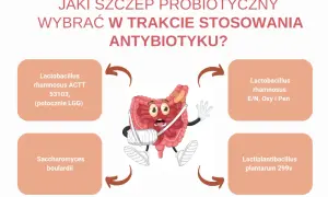 Jaki probiotyk na co wybrać podczas antybiotykoterapii? Grafika pokazuje jelita w opałach i propozycje szczepów probiotycznych.