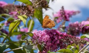 Ein Schmetterling sitzt auf einer rosa Blüte des Sommerflieders. So kann man den Sommerflieder vermehren.