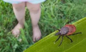 Kleszcz, jedno z najgroźniejszych zwierząt świata, czai się na liściu, blisko bosych stóp dziecka bawiącego się na trawie.