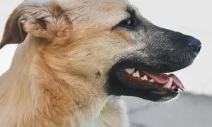 Primer plano de un perro con la boca abierta, mostrando sus dientes. Es un recordatorio de que los perros cambian los dientes.