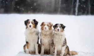 Drei wunderschöne Australian Shepherds, darunter ein goldener Aussie, sitzen im Schnee.