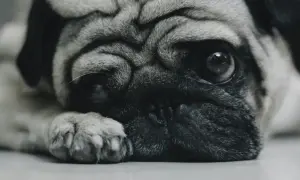 Smutny mops leży, jego wielkie oczy patrzą w dal. Czy weterynarz zgłasza uspienie psa?